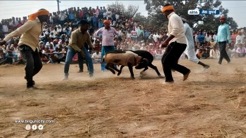 महाशिवरात्रि पर्वको अवसरमा भेडा जुधाइ प्रतियोगिता सम्पन्न