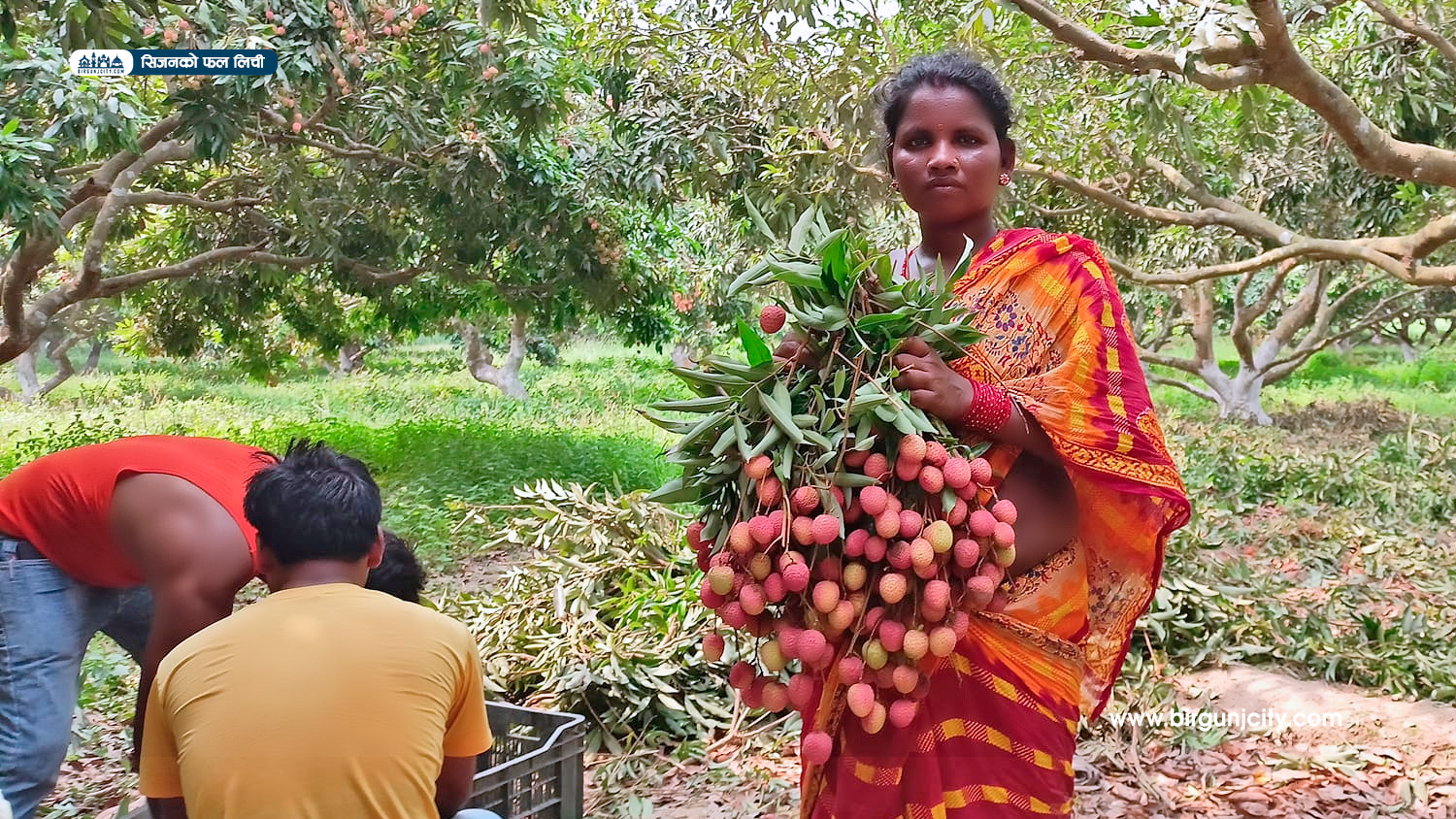 मधेसको लिची राजधानी काठमाडौँदेखि पोखरासम्म ।